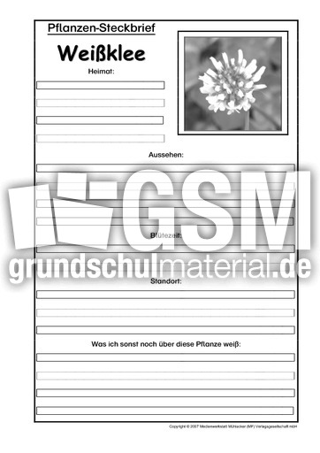 Pflanzensteckbrief-Weißklee-SW.pdf